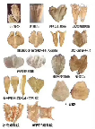 宫颈短可以吃鱼胶(有子宫肌瘤能吃鱼胶吗)